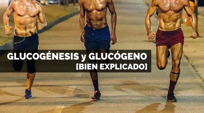 GLUCOGÉNESIS Y GLUCÓGENO [BIEN EXPLICADO]